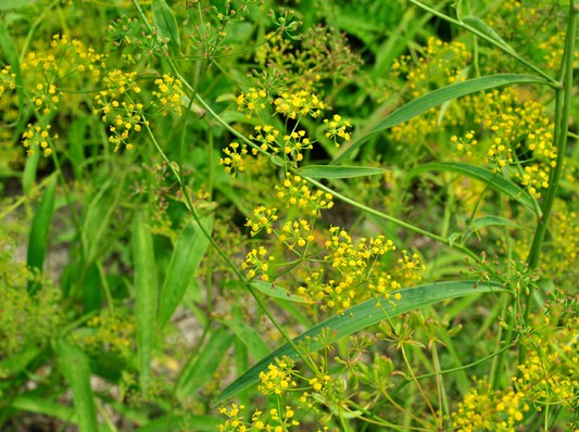 Bupleurum falcatum seed